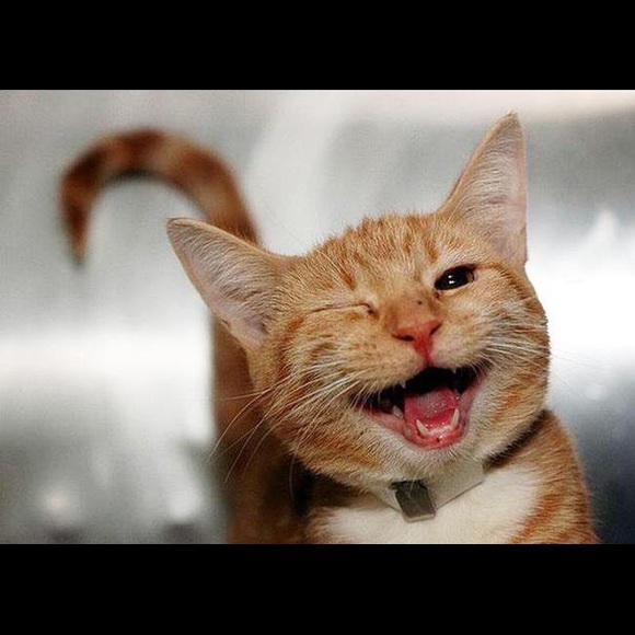 Meet your Posher, Darcy - Picture 12 of 12